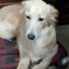 Kora - 9 mesi (nata indicativamente il 6 Febbraio 2024)  - Simil Golden Retriever  - Taglia: Media   Foto 3